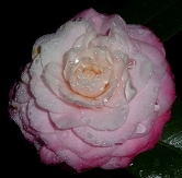 Nuccio's Pearl Camellia, Camellia japonica 'Nuccio's Pearl'
